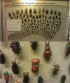 Spot the Beetle...